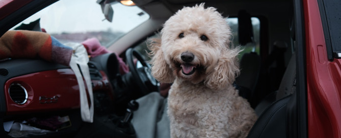 car sitting in car, travelling with pets