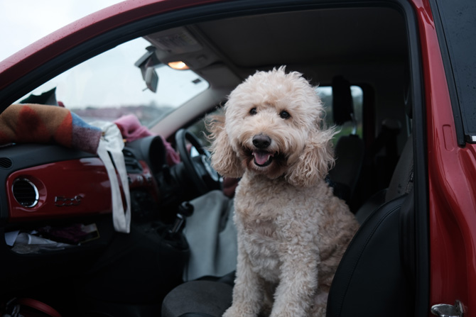 car sitting in car, travelling with pets