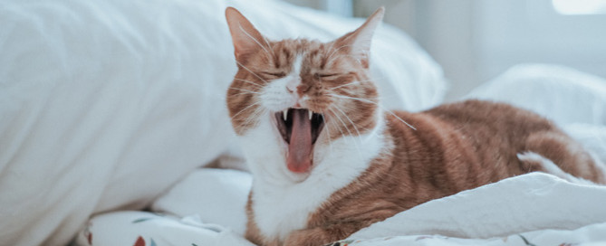 Ginger and white cat meowing, cat speak