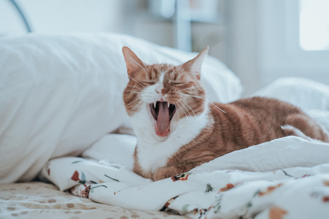 Ginger and white cat meowing, cat speak