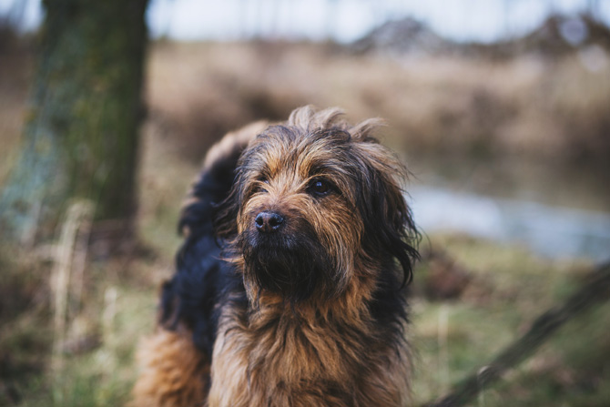 scruffy dog, imposter syndrome