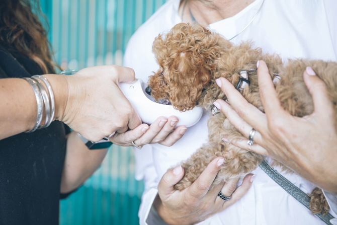 vet feeding small dog, imposter syndrome