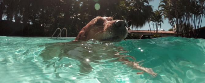dog in swimming pool, summer pet safety
