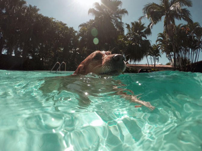 dog in swimming pool, summer pet safety