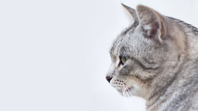 grey cat, pet business insurance