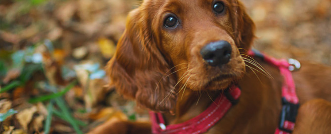 puppy on lead, exercising a puppy