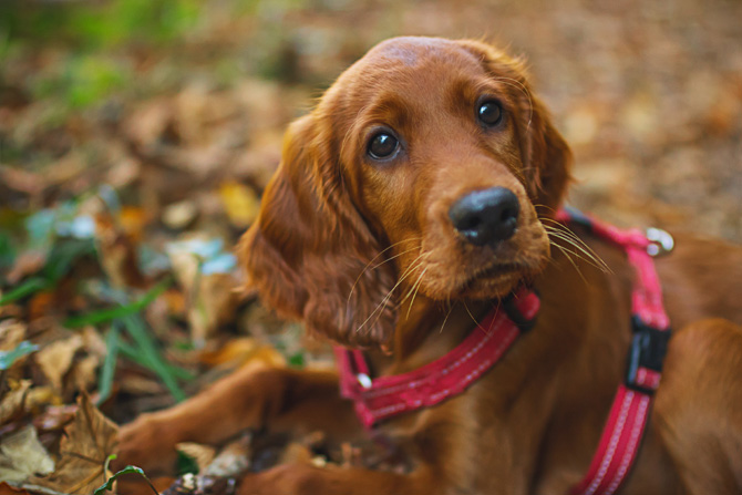 puppy on lead, exercising a puppy