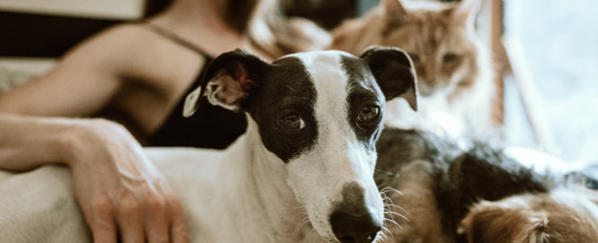 woman with pets, pet professionals