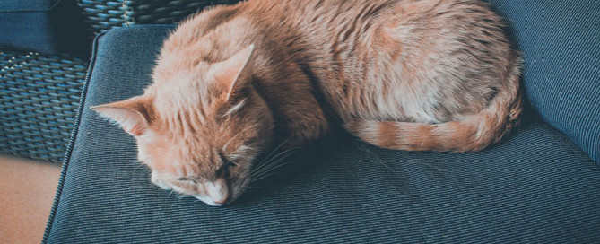 cat asleep on sofa, signs a cat is sick