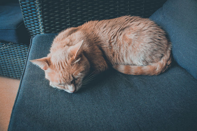 cat asleep on sofa, signs a cat is sick