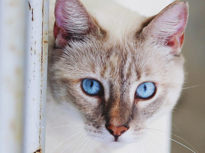 white cat with blue eyes, cattery insurance