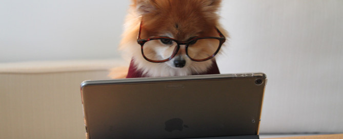 pomeranian at laptop, set up a blog for your pet business