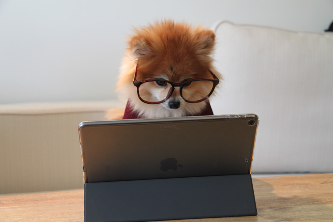 pomeranian at laptop, set up a blog for your pet business