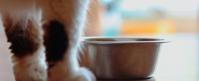 cat bowl, cat health, cat feeding