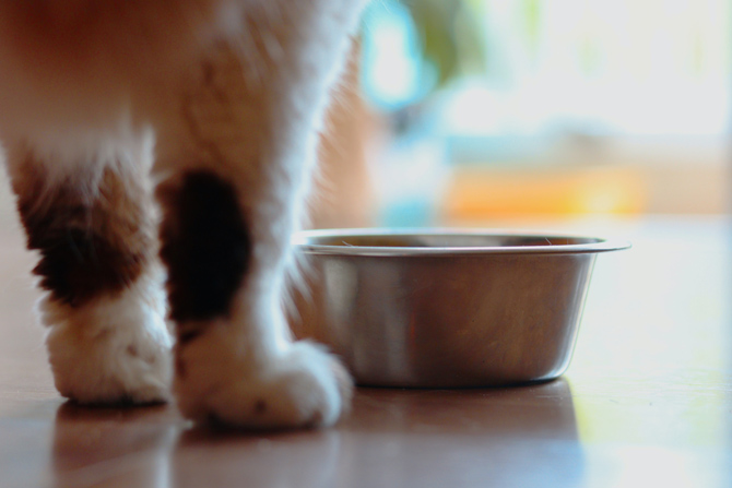 cat bowl, cat health, cat feeding