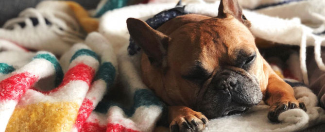 French bulldog asleep on sofa, Pet sitters week