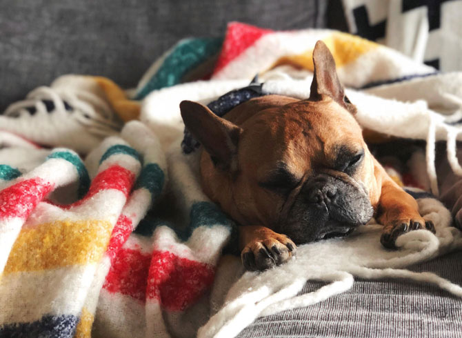 French bulldog asleep on sofa, Pet sitters week