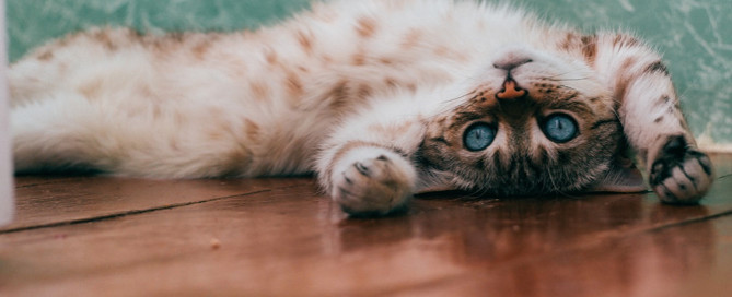 brown and white cat, National Cat Health Month