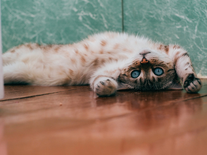 brown and white cat, National Cat Health Month