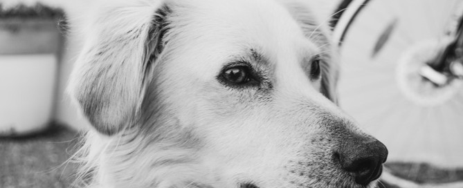 golden retriever, timid dog