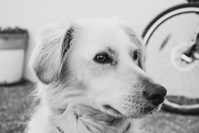 golden retriever, timid dog