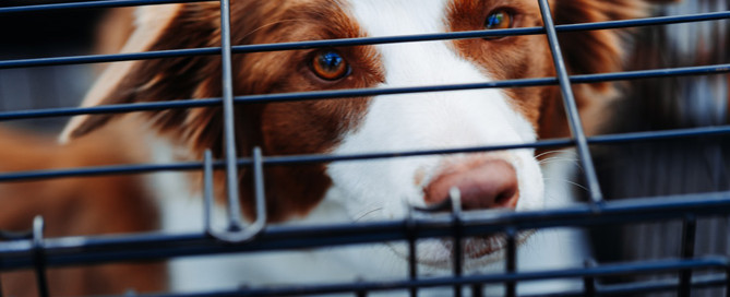 dog in cage, boarding kennel insurance