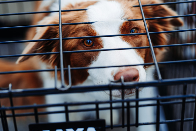 dog in cage, boarding kennel insurance