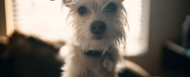 white scruffy dog, anxious pet, pet anxiety