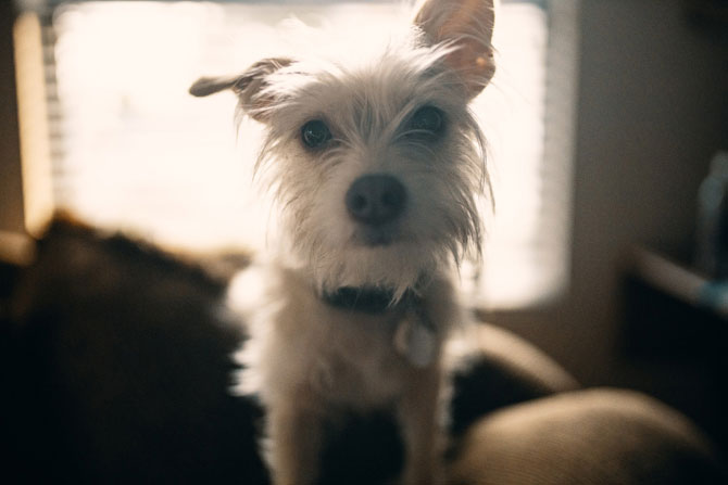 white scruffy dog, anxious pet, pet anxiety