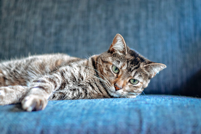 British shorthair cat, feline dementia symptoms
