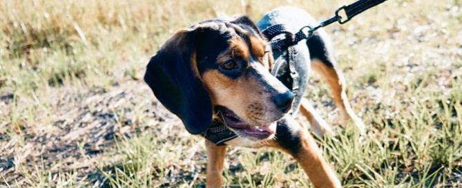 browna dn black dog outdoors, tick-borne disease