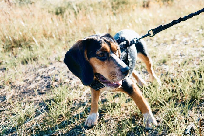 browna dn black dog outdoors, tick-borne disease