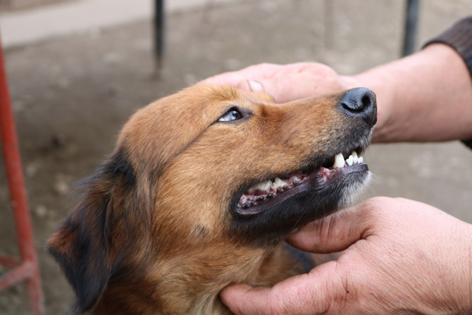 dog with handler, pet first aid, pet care