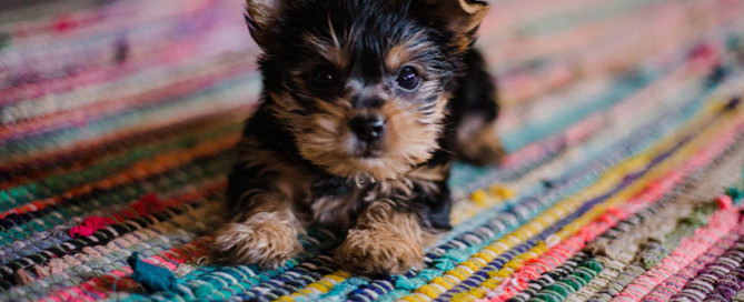 puppy care, puppy on carpet