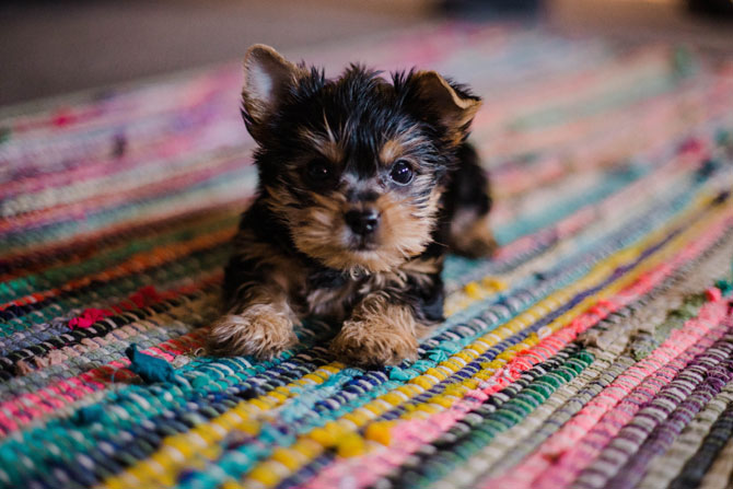 puppy care, puppy on carpet