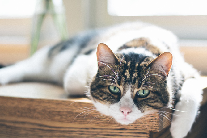 senior cat sun baking