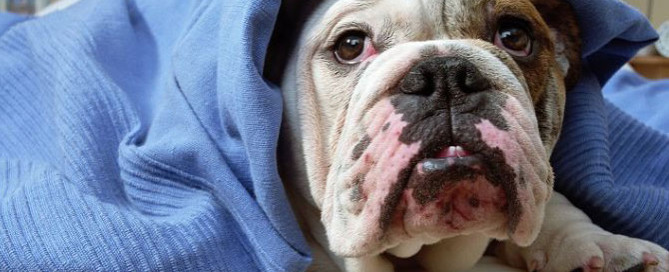 bulldog wrapped in blanket, winter pet care
