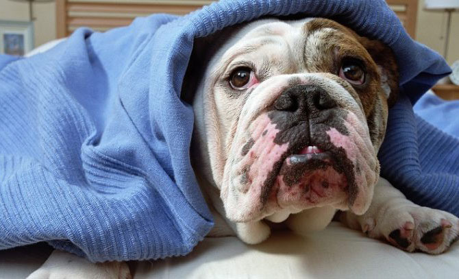 bulldog wrapped in blanket, winter pet care