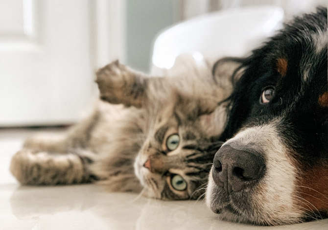 dog and cat lying together