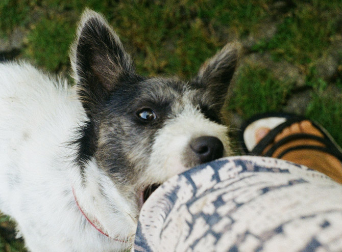 dog biting woman, dog bites