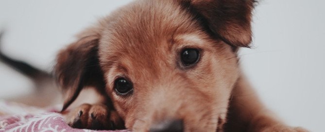 puppy, puppies being surrendered, animal welfare