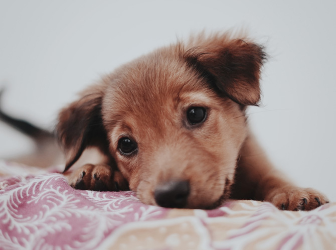 puppy, puppies being surrendered, animal welfare