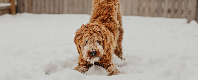 winter pet care, dog in the snow