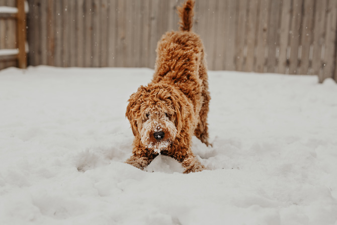 winter pet care, dog in the snow