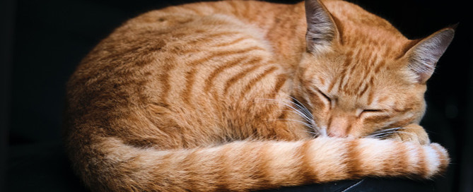 cat sleeping, arthritis in cats