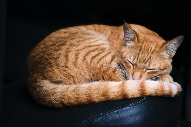 cat sleeping, arthritis in cats