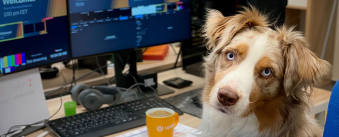 dog at office desk, Take Your Dog to Work Day