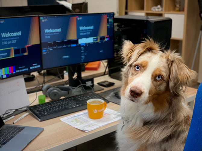 dog at office desk, Take Your Dog to Work Day