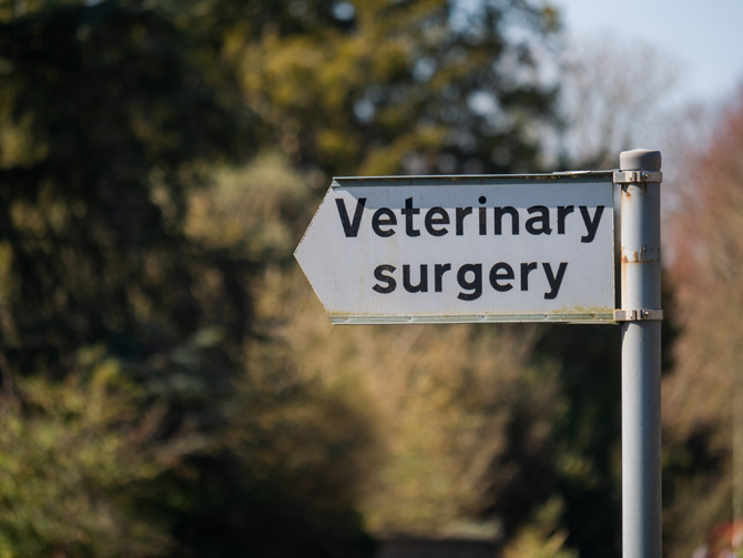veterinary surgery, dog with a broken bone