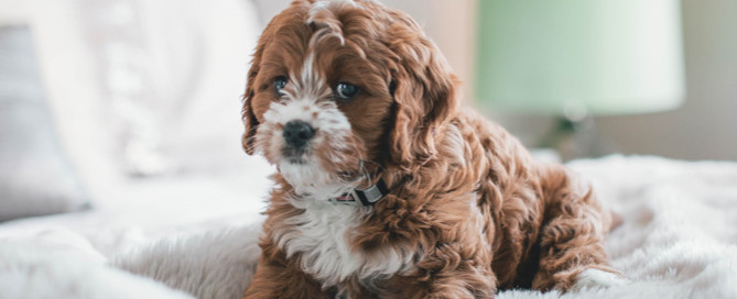 Cute brown-hair dog on bed, dog health